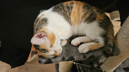 Calico kitten curled up and sleeping on a cat tree