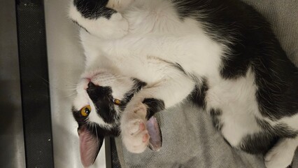 Black and white kitten lounging on a soft surface, looking relaxed