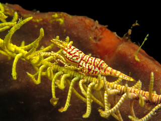 Exotic and colourful shrimp from Bali 