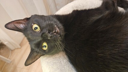 Black cat lying on its side looking upward, close-up view.