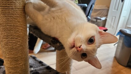 Playful white cat climbing on a scratching post, looking upside down