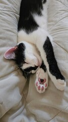 Black and white cat sleeping on its back with paws up, tongue out