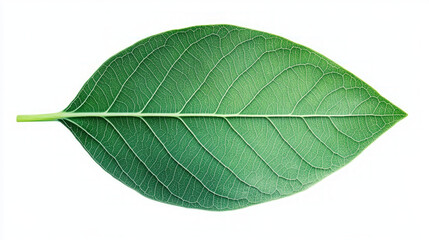 Obraz premium A single green leaf isolated on a white background.