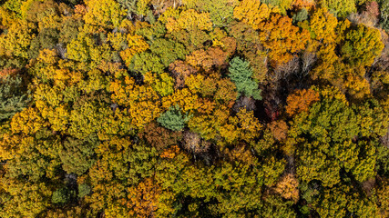 Aerial view of a beautiful wooded area with lush trees in autumn colors
