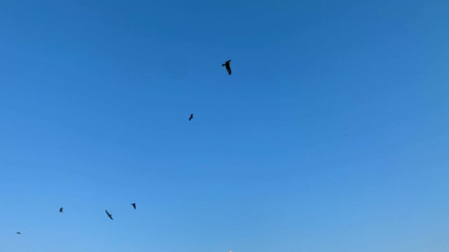 Serpent eagles flying in the sky, majestic birds of prey soaring, powerful wingspan, raptors in flight, wildlife in nature, aerial predators, eagles in the wild, sky-high flight, eagle behavior.