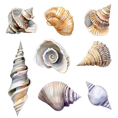 set of sea shells isolated
