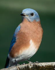 Male Eastern Blue Bird in Bright Sunlight