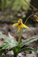 yellow trout lily flower