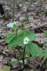 trillium flower