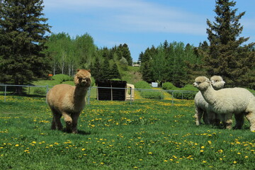 alpaca in the field