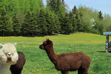 alpaca in the grass