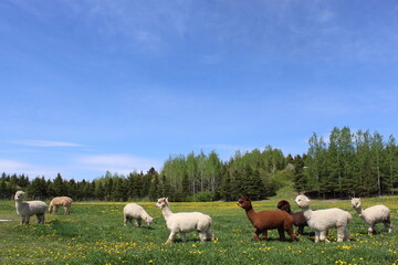 Fototapeta premium alpacas in the field