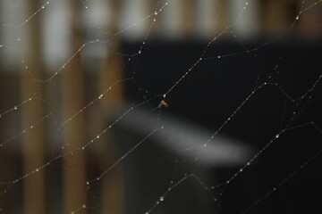 spider web with dew drops