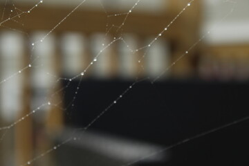 spider web with dew drops