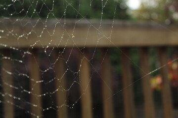 spider web with dew drops
