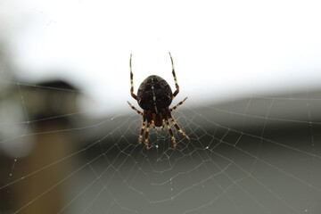spider on the web