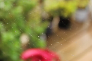 rain drops on spiderweb