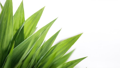 green grass on side position provides copy space for text. background concept isolated white
