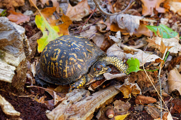 The eastern box turtle (Terrapene carolina carolina). A land turtle basking in an oak forest