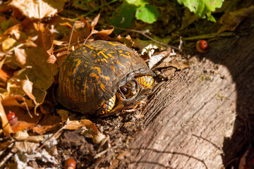 The eastern box turtle (Terrapene carolina carolina). A land turtle basking in an oak forest