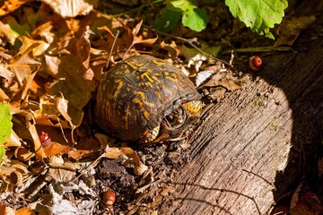 The eastern box turtle (Terrapene carolina carolina). A land turtle basking in an oak forest