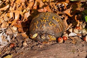The eastern box turtle (Terrapene carolina carolina). A land turtle basking in an oak forest