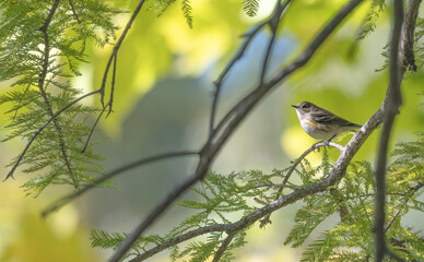 Myrtle warbler perched in a cypress tree.