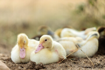 Small Yellow Ducklings on an Organic Farm