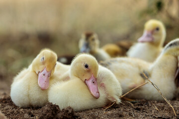 Small Yellow Ducklings Cuddling Sleepily Together