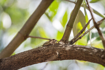 The cycadids (Cicadidae), commonly known as cicadas, are a family of insects of the order Hemiptera. . The intensity of the sound or song emitted by a cicada can reach 86 decibels.