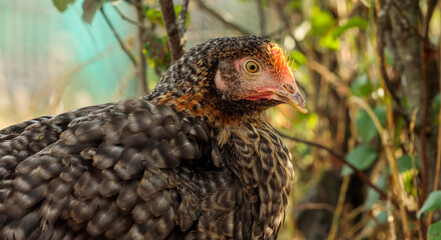 Portrait of a Hen