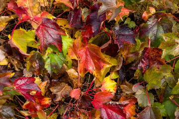 Close up view of colorful grape vine leaves in autumn time in Germany.