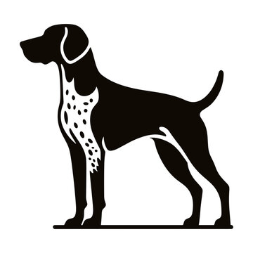 German Shorthaired Pointer Standing