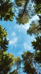 Obraz premium Looking up at tall forest trees with bright blue sky background and wispy clouds, showcasing nature's tranquility