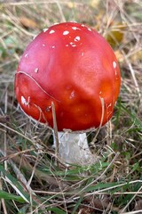 Fly mushroom 