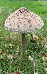 fly mushroom