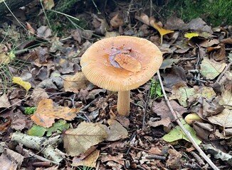 Mushroom in autumn 