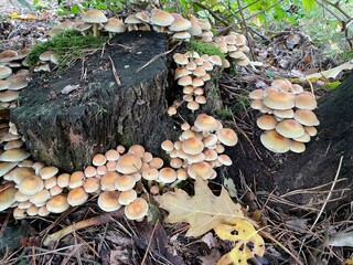 mushroom in the forrest