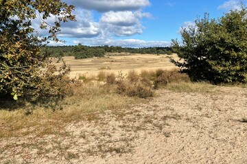  trees in the field