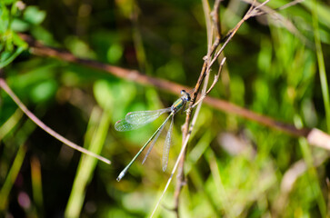 Lyutka the Dryad (Lestes dryas)