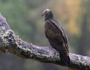 Immature Turkey Vulture