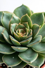 Vibrant succulent close up showcasing its unique colors and patterns in natural lighting