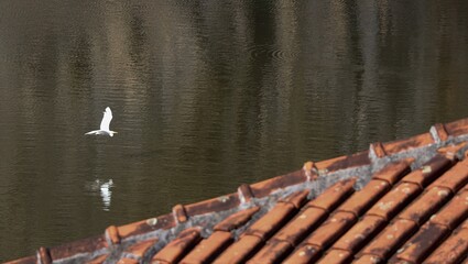 Uma garça branca voando sobre o lago do parque tanguá em Curitiba, Brasil