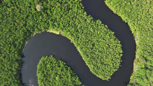 Perpendicular aerial view of a serene amazonian river cutting through untouched rainforest canopy