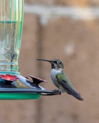 Hummingbird at the feeder looking for more food