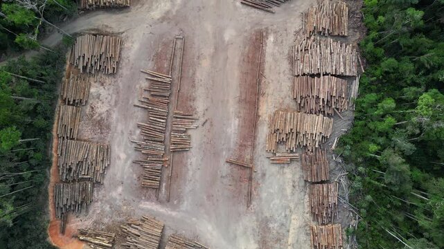 Aerial drone footage over a expansive storage yard of sustainably harvested logs in a brazilian Amazon rainforest management project