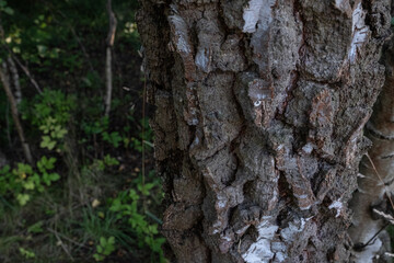 Old birch trunk