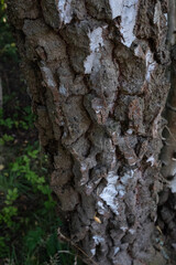 Old birch trunk