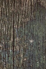 Obraz premium Wood texture