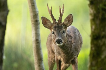 Curious deer in a green forest